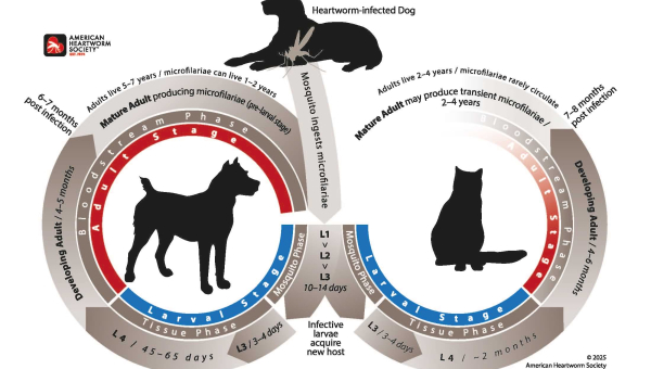 Heartworm Life Cycle Illustration